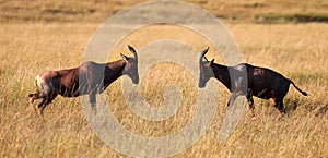 A pair of impalas fighting in masai mara game park