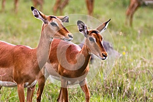 A pair of impalas. Nakuru lake, Kenya