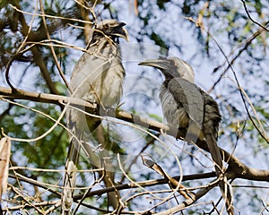 A pair of Indian grey hornbills