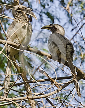 A pair of Indian grey hornbills