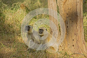 Pair of Indian Langurs by a Tree