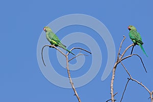 Pair of indian parrots, natural, nature, wallpaper