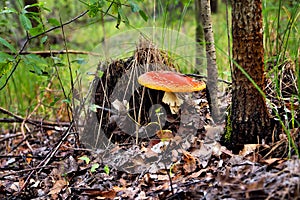 A pair of inedible toxic mushrooms of fly agaric in the natural environment, autumn forest, green moss, grass, dead leaves,