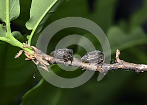 A pair of insects in the imago stage in a shell with the outline of wings on a tree branch