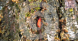 Pair of insects `Pyrrhocoris apterus` move on the bark of the tree looking for a den