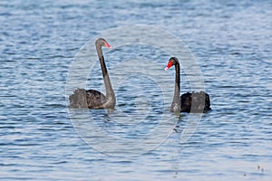 A pair of of introduced Black Swans Cygnus atratus swimming in Al Qudra Lake in Dubai, UAE