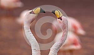 Pair of James Flamingo Phoenicoparrus jamesi