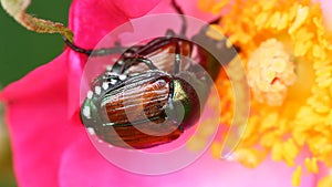 Pair of Japanese Beetles, Popillia japonica, on a rose