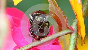 Pair of Japanese Beetles, Popillia japonica, on a Rugosa Rose