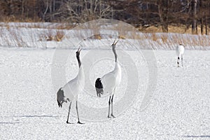 Pair of Japanese Cranes Courting on Snow