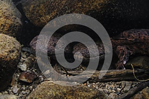 Pair of Japanese Giant Salamanders in a River in Japan