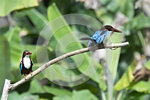 a pair Javan kingfisher is perched on a branch