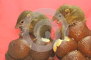 A pair of Javan treeshrews are eating snakefruit.