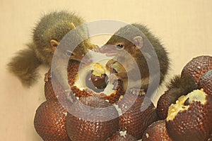 A pair of Javan treeshrews are eating snakefruit.