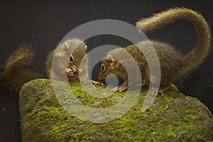 A pair of Javan treeshrews preying on cricket on a moss-covered rock.