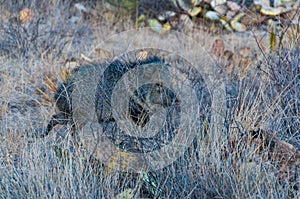 A pair of javelinas (Pecari tajacu) walk through the desert in Big Bend National Park