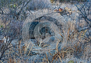 A pair of javelinas (Pecari tajacu) walk through the desert in Big Bend National Park