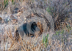 A pair of javelinas (Pecari tajacu) walk through the desert in Big Bend National Park