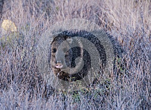 A pair of javelinas walk through the desert in Big Bend National Park