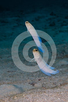 Pair of Jawfish