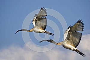 Pair of Juvenile African Sacred Ibis in Flight