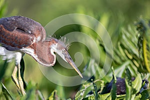 A pair of juvenile tricolored herons