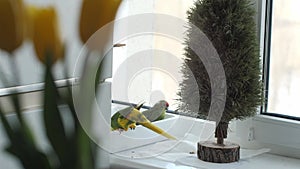 A pair of kakarik parrots eating on the windowsill