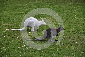 Pair of Kangaroos