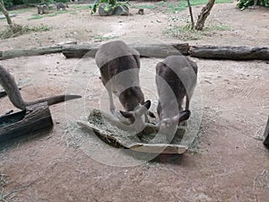 A pair of kangaroos eating together