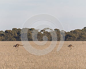 Pair of kangaroos jumping around on a dry grassy field in Australia