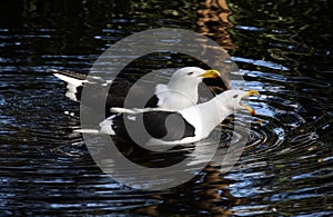 A pair of Kelp Gulls (Larus dominicanus) swimming