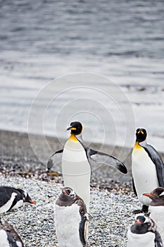 Pair of king penguin, Aptenodytes patagonicus, walking on rocky
