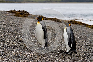 Pair of king penguin, Aptenodytes patagonicus, walking on rocky