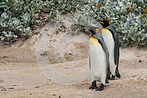 Pair of king penguins standing on the sand