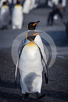 Pair of King Penguins who mate for life, walk over sandy beach in South Georgiav