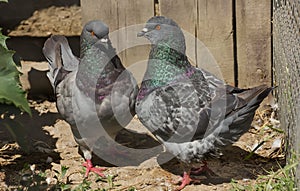 Pair of King Pigeons cooing near the fence