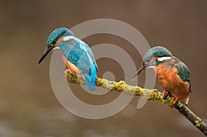 Pair of Kingfisher