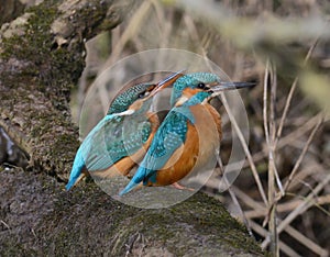 Pair of kingfisher sitting together on a branch