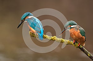 Pair of Kingfisher photo