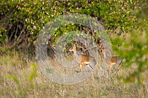 Pair Kirks Dikdik, Forest Edge, Kenya