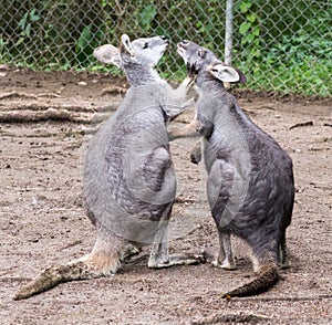 Pair of kissing kangaroos