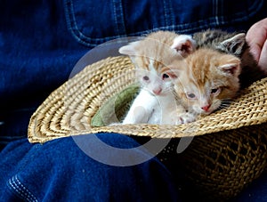 Pair of kittens snuggle in a straw hat