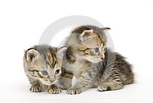 Pair of kittens on white backgroun