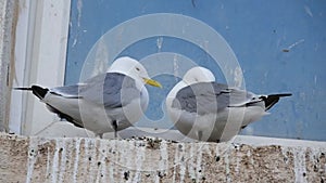 Pair of Kittiwake on seaside building window ledge.