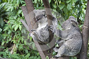 A pair of Koalas perched in a tree