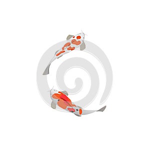 Pair of koi or brocaded carps swimming on isolated white background, vector illustration for printing on different types of clothe