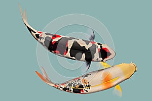 A pair of koi fish