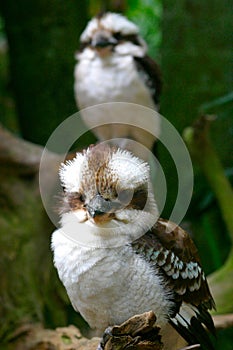 Pair Of Kookaburras