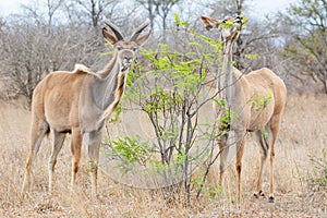 Kudu Antelope