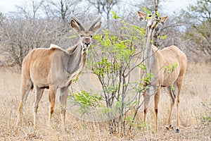 Kudu Antelope Pair